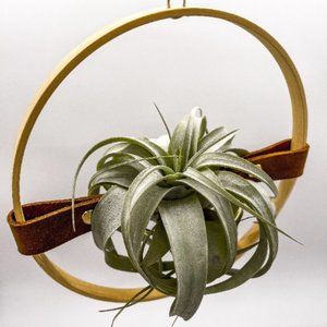 Kamille Hanging Air Plant Display
